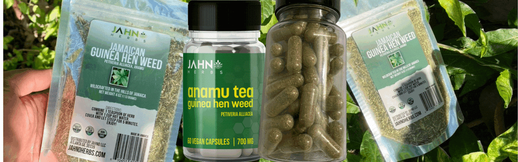 Benefits of Guinea Hen Weed, Anamu Tea