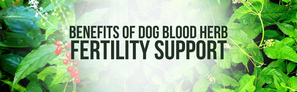 What are the benefits of Dog Blood Bush, Fertility Support, Rivinia Humilis